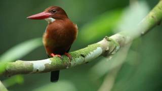 White Throated Kingfisherwmv [upl. by Ordnas]