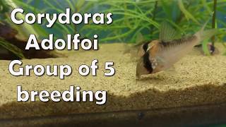 Corydoras Adolfoi Breeding [upl. by Zwart]