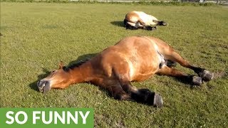 Sleeping horse caught snoring loudly [upl. by Marve]