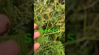 How to harvest and dry nettle seeds [upl. by Elraet]