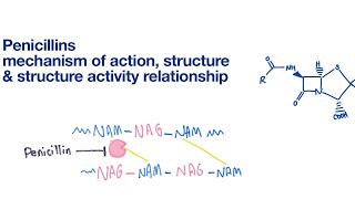 Penicillins Structure SAR and Mechanism of action  Infectious Disease [upl. by Amanda20]