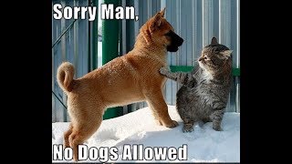 ♥Cute cat and dog funny compilation 2018♥ 1  FunnyAnimals [upl. by Parette812]