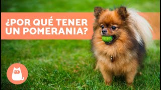 VENTAJAS de TENER un POMERANIA 🐶✅ Top 7 Razones [upl. by Oelak]