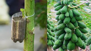 How To Grow Papaya With An Easy Stem The Method Of Growing Papaya From Cuttings Is 100 Successful [upl. by Dent]