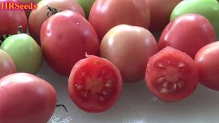 ⟹ Thai Pink Egg Tomato  Solanum lycopersicum  Tomato Review [upl. by Oeak]