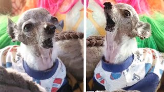 Happy Chihuahua With No Jaw Becomes SINGING SENSATION [upl. by Yeruoc]