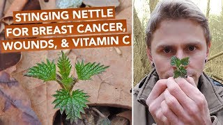 Stinging Nettle For Breast Cancer Wounds amp Vitamin C [upl. by Ben]