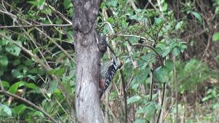 brown fronted woodpecker  Sattal by Nicholas Iyadurai Nov 2024 [upl. by Dionne]