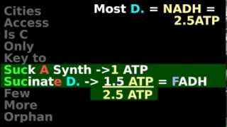 Citric Acid Cycle NADH FADH ATP enzyme steps 45 [upl. by Niven]