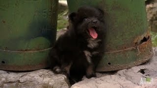 A Chorus of Pomeranians  Too Cute [upl. by Napas]