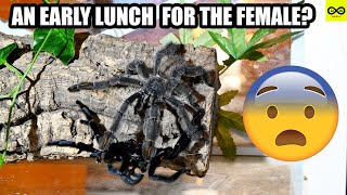 AN EARLY LUNCH FOR THE FEMALE PSALMOPOEUS IRMINIA EXY TIME  CHANNEL UPDATE [upl. by Anole]