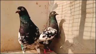 Full talk quality Rampuri kalanchi breeder pair sale 9056476778all over India delivery [upl. by Euqinahc658]