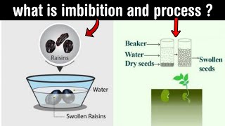 imbibition  role of imbibition in plant life  process of imbibition  in Hindi [upl. by Lomax]