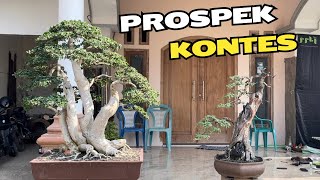 Review Harga Bonsai Kelas Prospek [upl. by Yerxa]