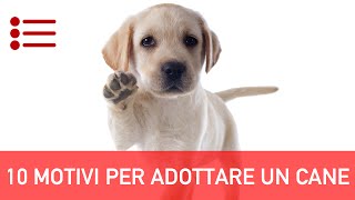 10 Motivi per Adottare un Cane [upl. by Eckart]