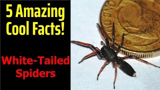 5 Fascinating Facts About WhiteTailed Spiders [upl. by Brendin]