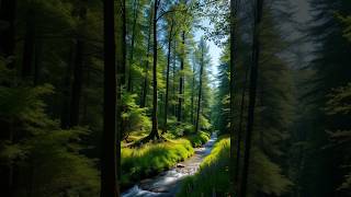 Naturwunder Polen BiałowieżaNationalpark 🏞️ [upl. by Leopoldeen]