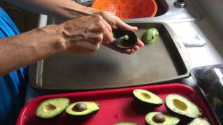 How to Freeze Avocados [upl. by Mieka]