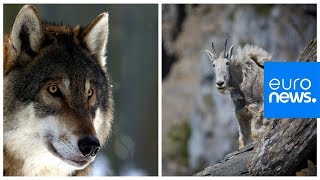 Mountain goat versus hungry wolf who wins [upl. by Utley]