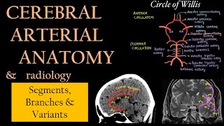 ARTERIAL ANATOMY OF BRAIN Segments Branches and Variants  Neuroradiology [upl. by Bernardo]