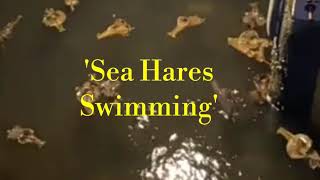 Sea Hares Swimming [upl. by Aneeled]