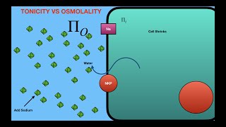 Tonicity vs Osmolality [upl. by Aniwde]