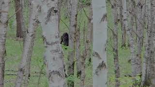 2024 Manitoba spring black bear hunt [upl. by Blackington]