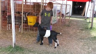 Three Generations of 4H Members at Tippecanoe County Fair [upl. by Ayardna]