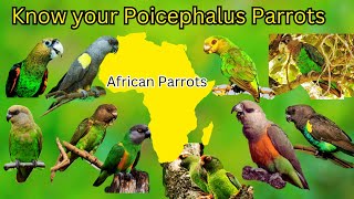 Know your Poicephalus Parrots All 10 Species of Poicephalus Genus  Diet Appearance and Breeding [upl. by Sanyu783]