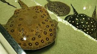 Stingrays stingray stingrays fish georgia atlanta ocean oceanlife nature naturelovers [upl. by Wehtta639]