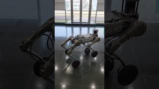 Watch This Quadruped Robot with Wheel Feet in Action unitree robotics robot quadruped [upl. by Deehahs464]