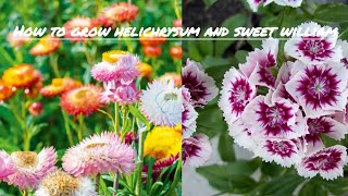 How to grow helichrysum and sweet william flower from seeds [upl. by Ahaelam611]