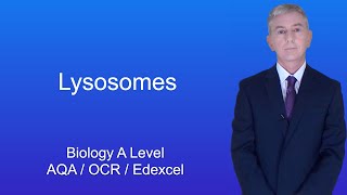 A Level Biology Revision quotLysosomesquot [upl. by Eanar]