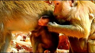 Monkeys really do not want baby monkeys to follow their mother  MMO Monkey [upl. by Zenger579]