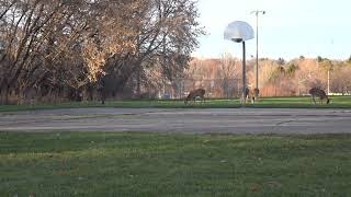 🦌🦌Six Deer in Warner Park [upl. by Serene]