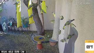 Vegas Wild Bird Cam Live Stream  11112024 [upl. by Vizzone]