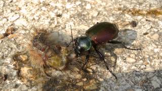 Der grosse Puppenräuber Calosoma sycophanta beim fressen  Calosoma feeding [upl. by Jena548]