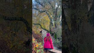 A peaceful creek in Glen Ellen California [upl. by Naesad]