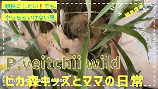 platycerium veitchii wild 親株を作る時の注意点。ビカ森キッズとママの日常 [upl. by Htbazile]