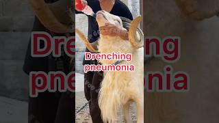 Drenching pneumonia se bachne ka jugad rooftop goat farming earn pets vet animals facts [upl. by Erastus185]