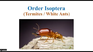 Order Isoptera [upl. by Nevile]