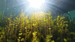 Wisconsin Life  Botanist helps lake communities understand aquatic plants [upl. by Allerbag]