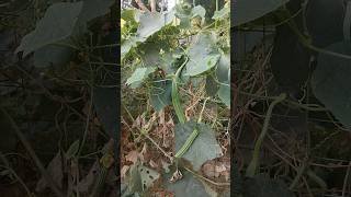 kitchen garden at JNV Jaisalamer [upl. by Natloz]