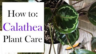 How to Calathea Plant Care [upl. by Orhtej923]