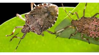 How to Get Rid of Stink Bugs  Pest Control [upl. by Artined]