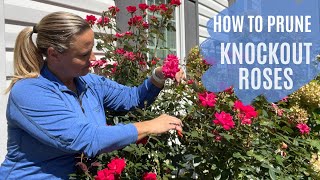 From Bland To Grand  The Ultimate Knockout Rose Pruning Guide  The Southern Daisy [upl. by Hanas]