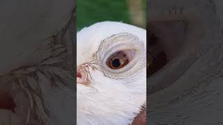 Golden eyespigeon hi flying kabutar viralshort trending Madras pigeon video [upl. by Putnam]