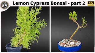 Lemon Cypress Bonsai  part 2 [upl. by Ivette]