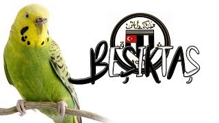 BEŞİKTAŞ SES KAYDI [upl. by Terri17]