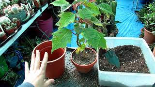 Re potting my Euphorbia pulcherrima Houseplant aka Poinsettia [upl. by Nerdna]